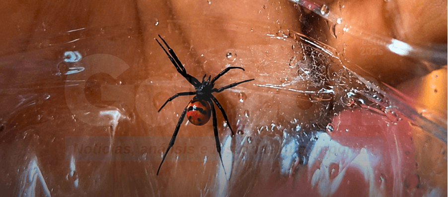 ¿Es una viuda negra? Bomberos recogen araña en una vivienda de Casanare que podría ser potencialmente mortal.